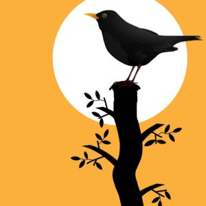 blackbird, bird, silhouette