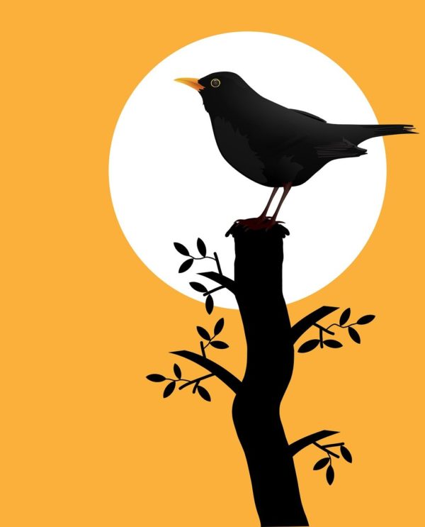 blackbird, bird, silhouette